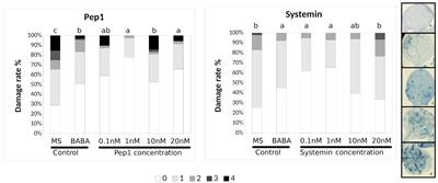 Corrigendum: Arabidopsis plants sense non-self peptides to promote resistance against Plectosphaerella cucumerina